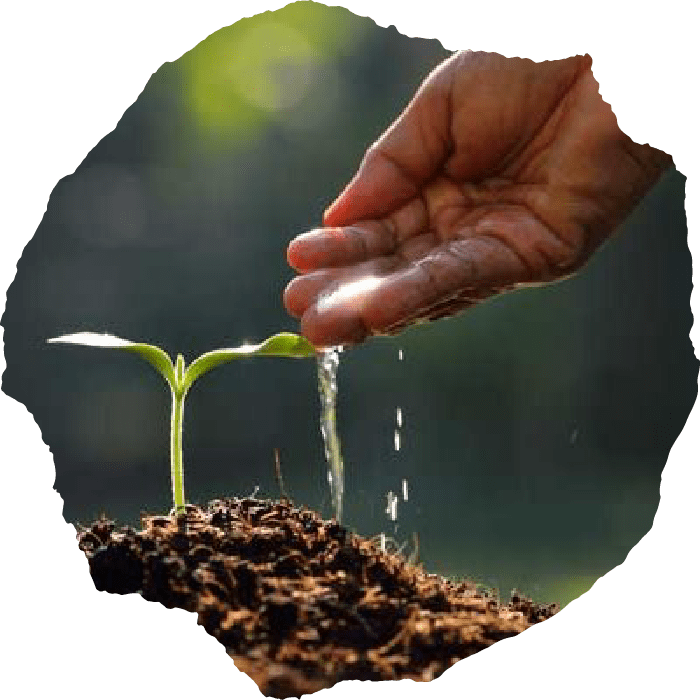 Arborist in Chattanooga