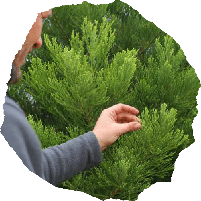 chattanooga tree company