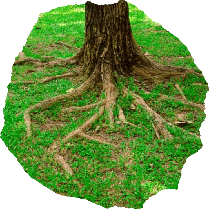 tree company in chattanooga