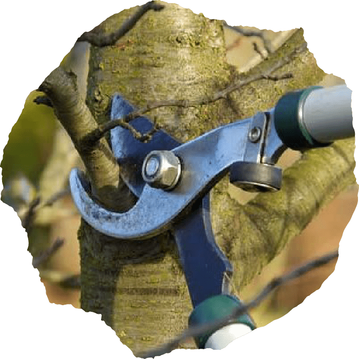 chattanooga arborist