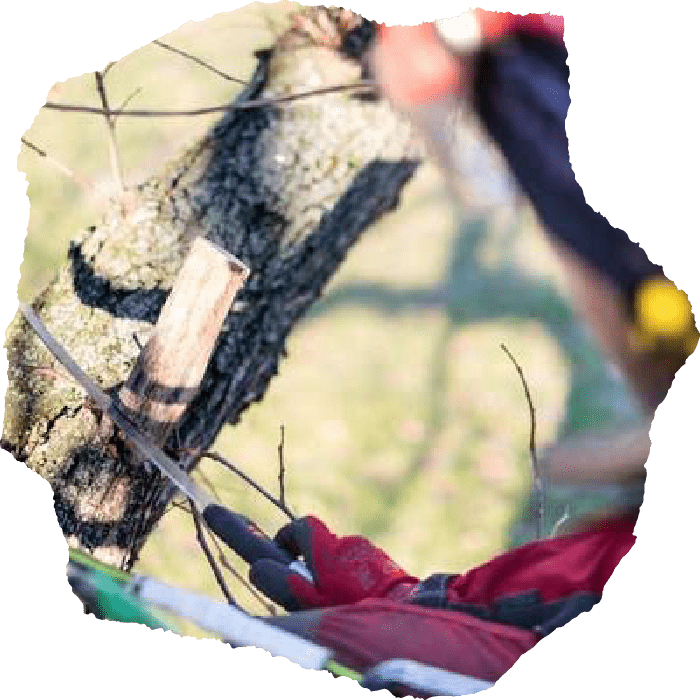 chattanooga tree service